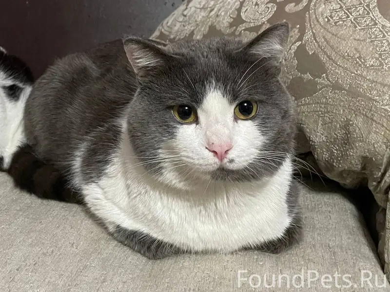 Здравствуйте. Пропал кот по кл...