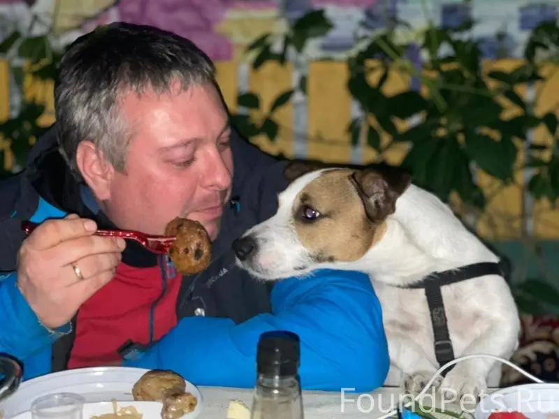 Помогите найти собаку. Порода ...