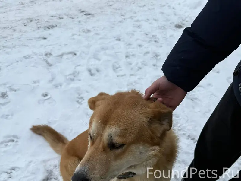 Кто потерял собаку или может к...