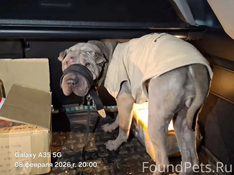 08.02.26 в районе деревни...