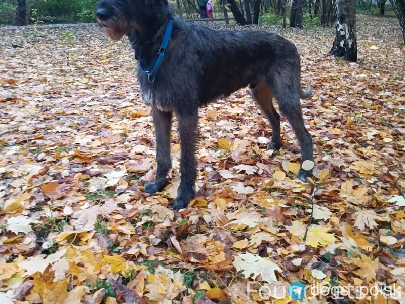 ПРОПАЛА СОБАКА ЮЗАО, Обручевск...