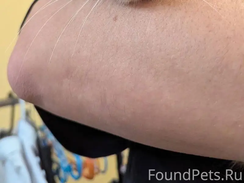 Найдена рыжая кошка. Волжский ...