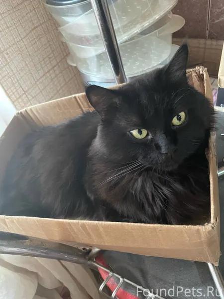 Ребят, пропал кот, в субботу 7...