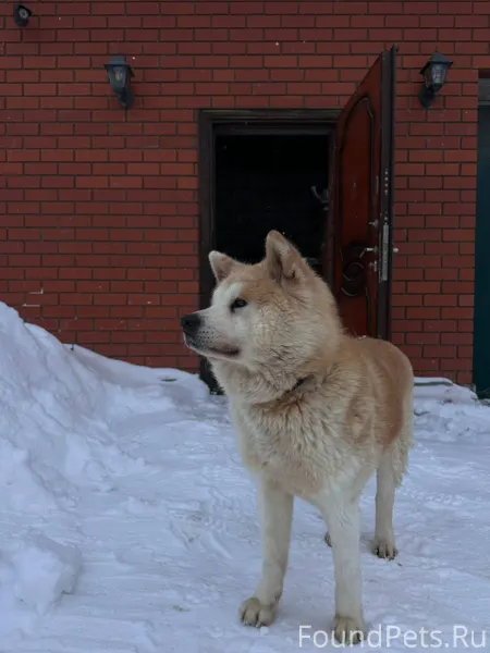 06.02.26 нашли собаку в...