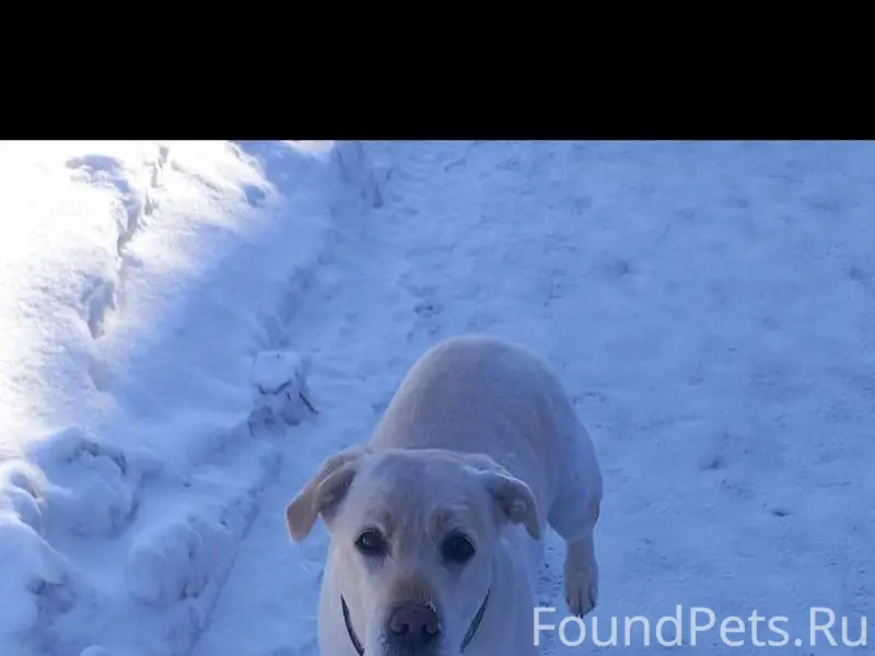 Внимание! Кто потерял собаку? ...