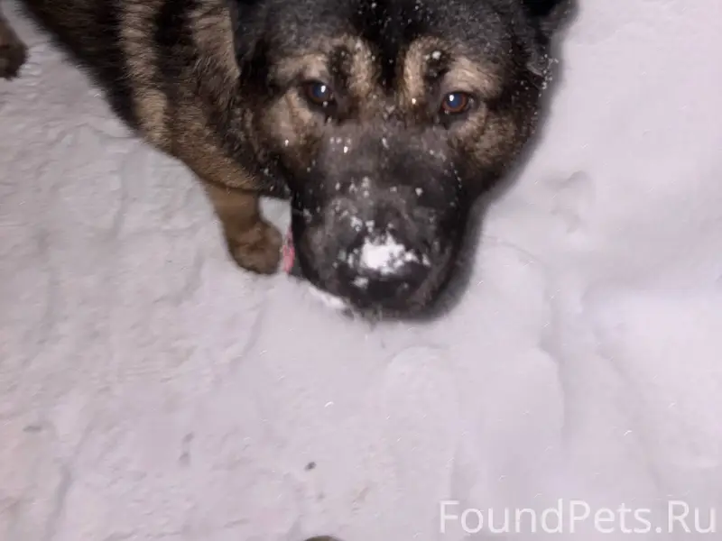 Кто потерял собаку? Она уже не...