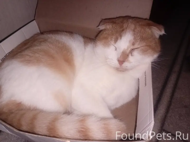 Пропал кот. Вислоухий кличка С...