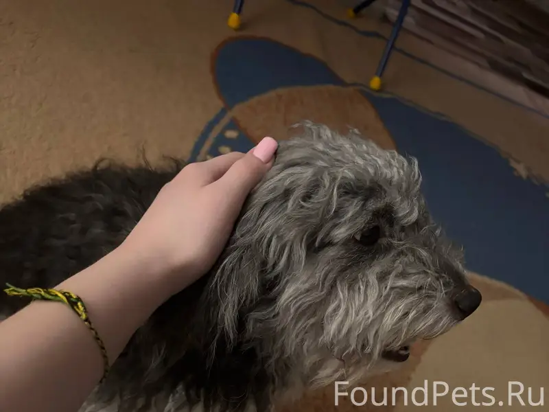 Потерялась собака г. Железного...