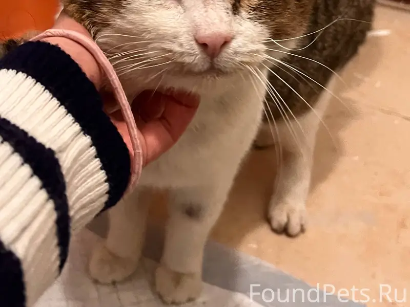 Найден кот на цвиллинга Контак...