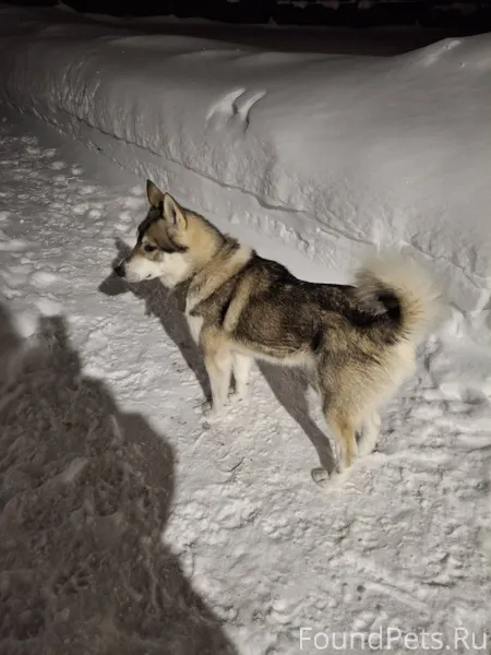 Чья потеряшка? Умный ухоженный...