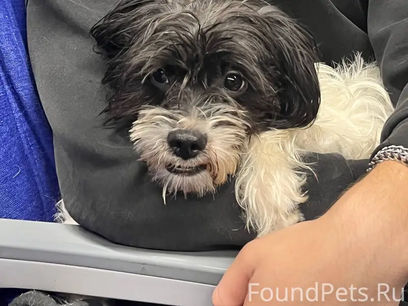 Потеряна собака в районе "Спец...