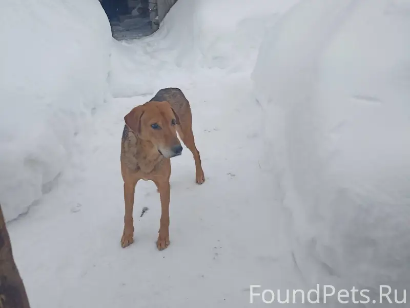 Кто потерял собаку заберите с ...