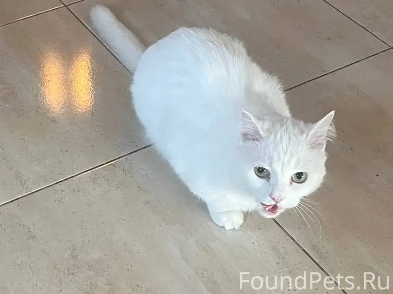 Ржев ❗ПРОПАЛ КОТ ❗на ул. Сверд...