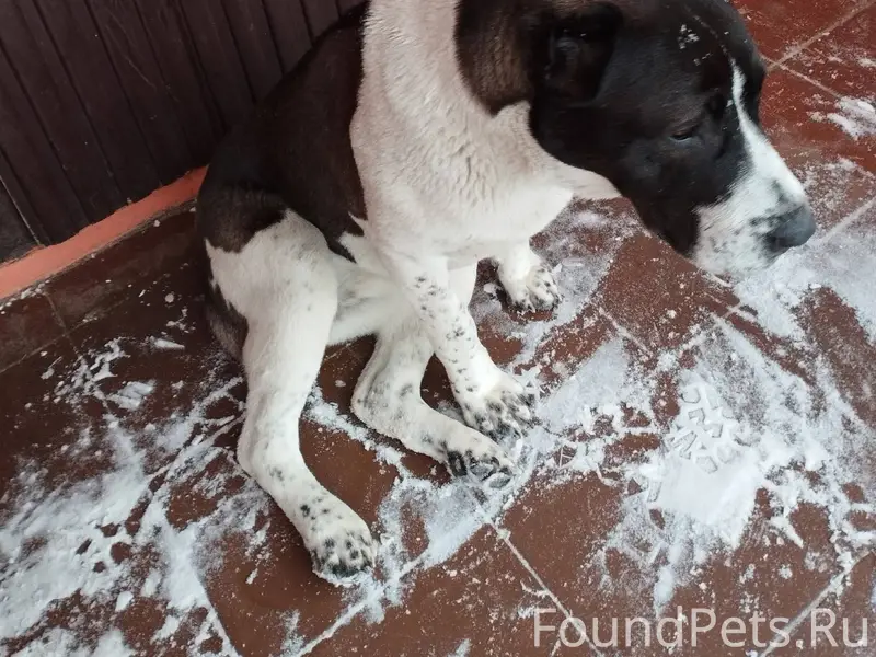 Добрый день! Собака бегает в р...