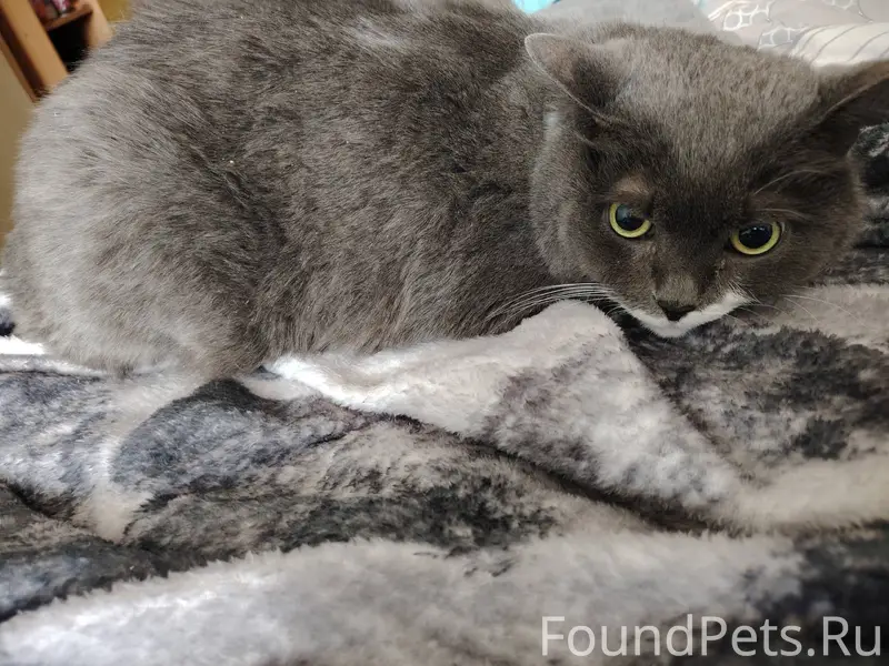 Найден кот или кошка. 07.02...