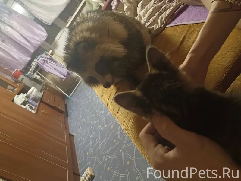 Здравствуйте, пропала привитая...