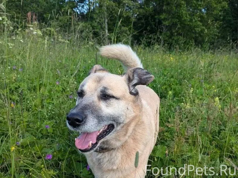 Потерялась собака, мальчик Топ...