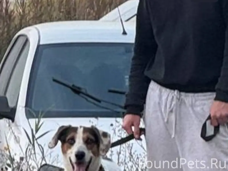 Пропал пес «Пончик» белый в пятнистый окрас 