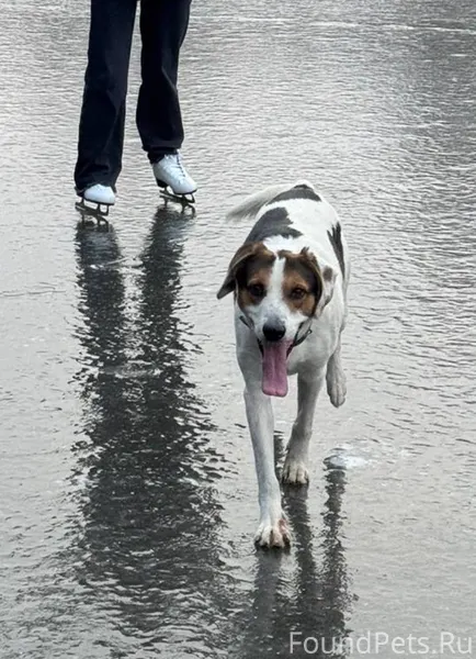Пропал пес «Пончик» белый в пятнистый окрас 