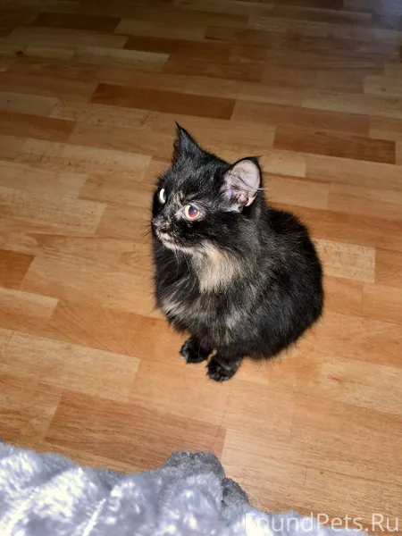 Найдена кошка возле домов по у...