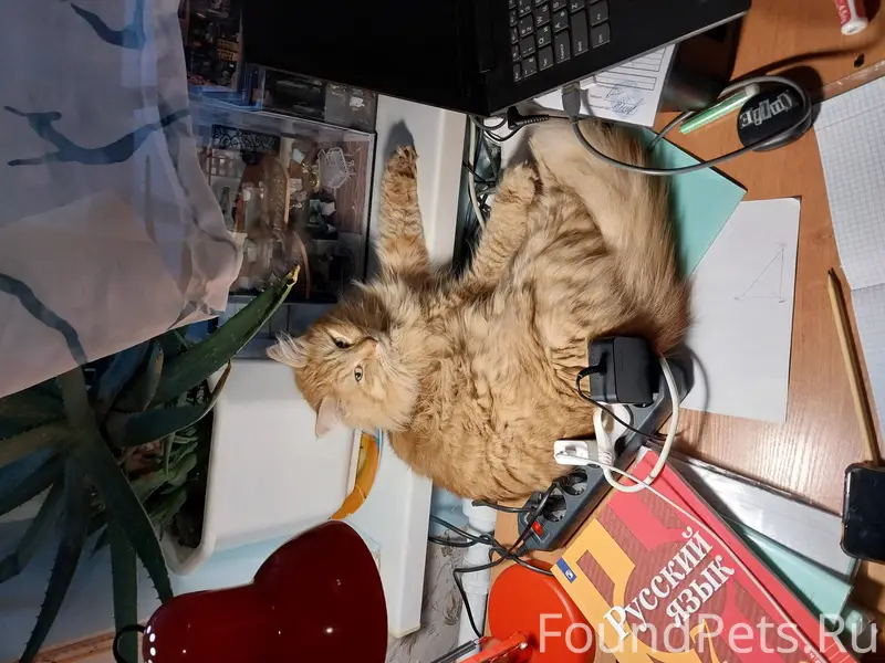 Помогите найти кота