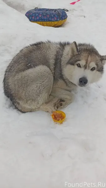 Добрый день. Найдена собака по...