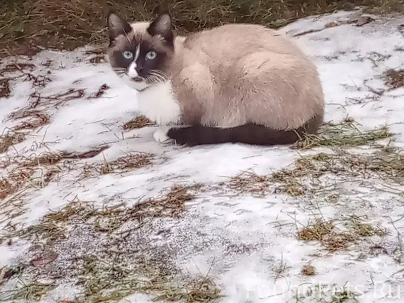 Пропал кот. Быковка, Центральн...