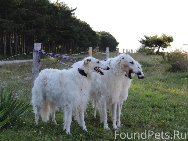 Друзья! Потерялись две РУССКИЕ...