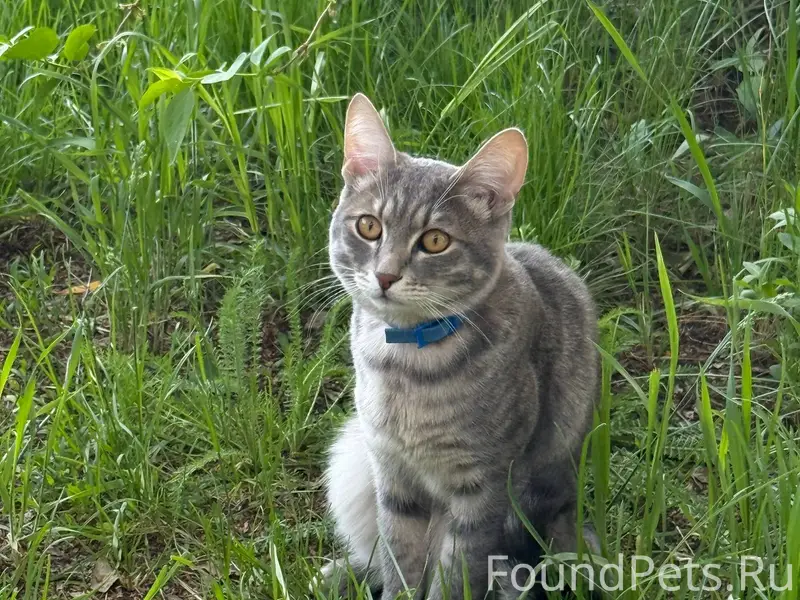 Пропал кот, в районе конца ули...