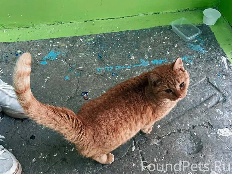 На Елизаровых найден рыжий кот...