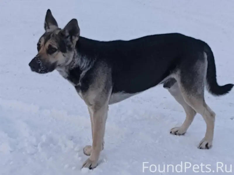 Найдена собака в Заволжском ра...