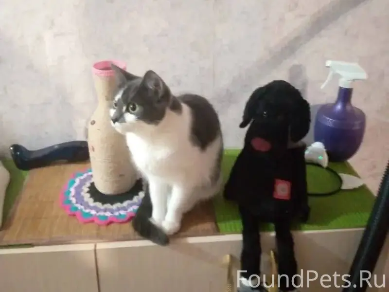 Пропала кошка! В городе Нарьян...