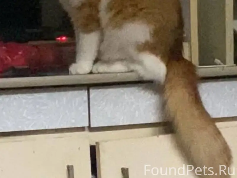 Пропал кот в районе улицы подг...