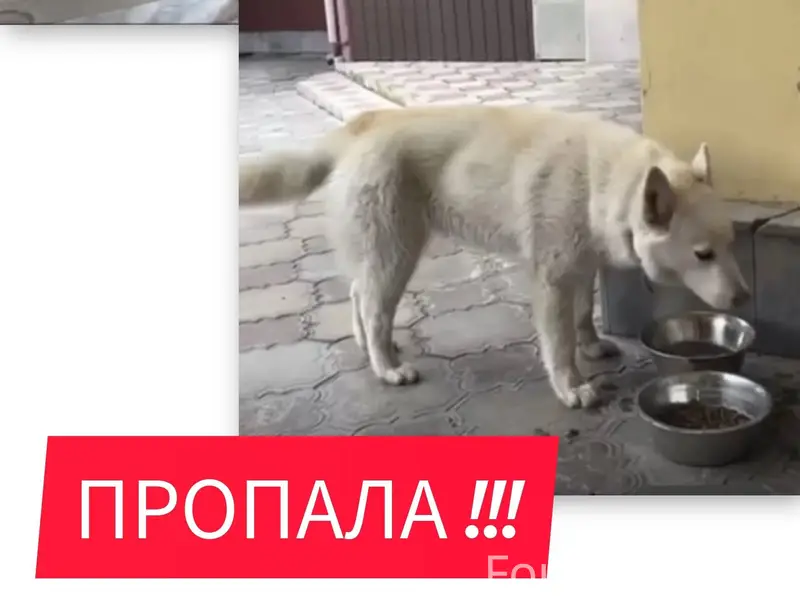 Срочно ❗️ ❗️ ❗️ Потерялась соб...