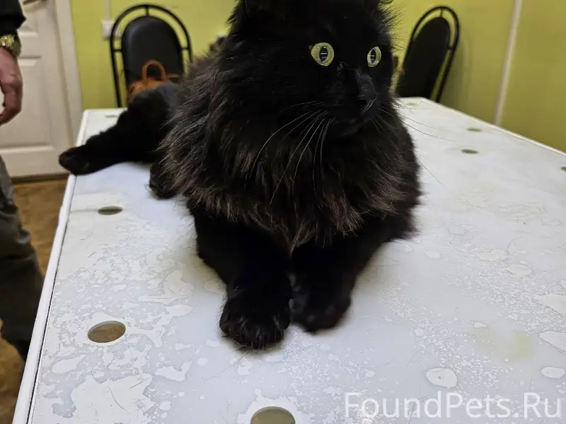 Добрый день! На ул. Поэта Нозд...