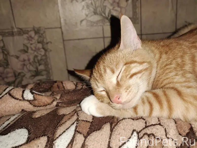 Пропал кот! Зовут Кекс, пропал...