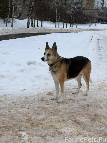 На Гзени бегает собака, очень ...
