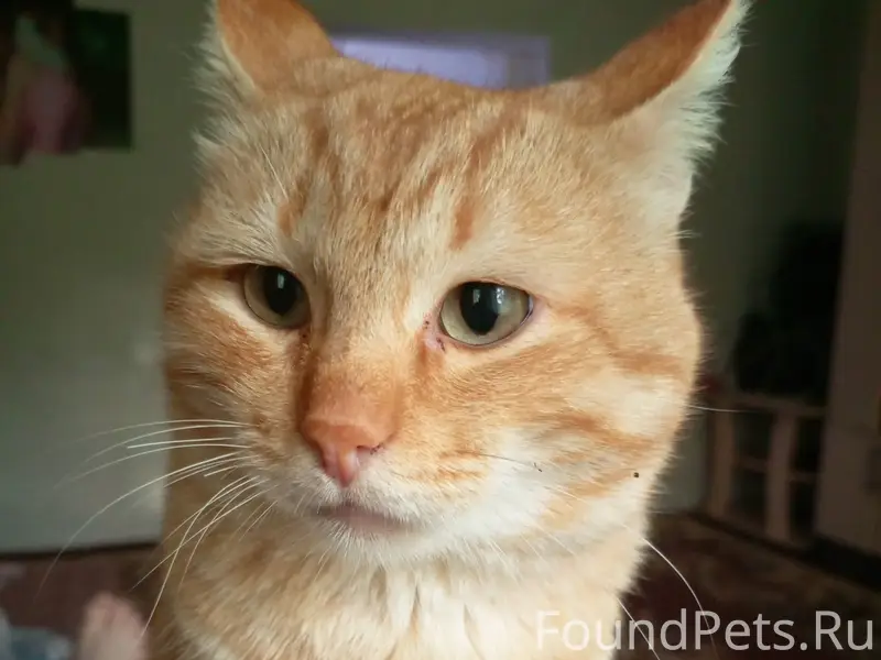 Пропал кот, зовут Персик. В ра...