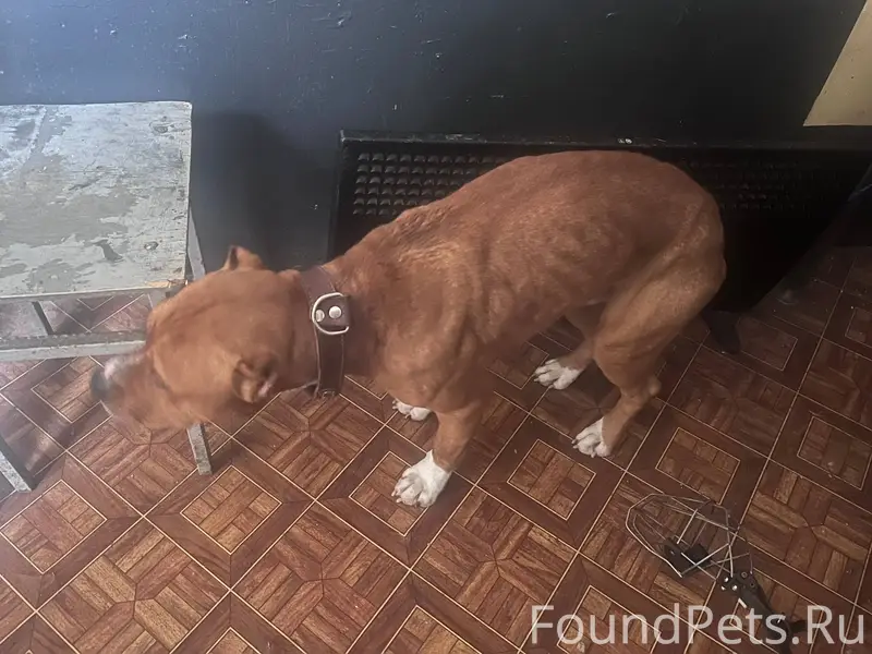 В лесу между Вишневогорском и ...