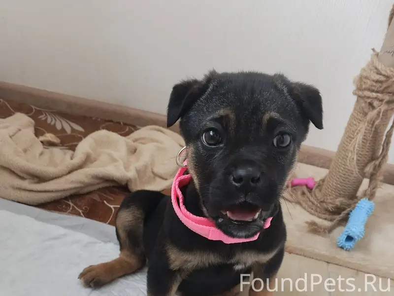 Найден щенок, был брошен на до...