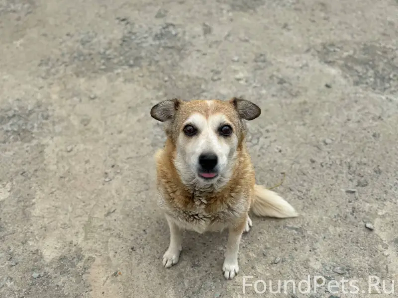 Здравствуйте! Пропала собака А...