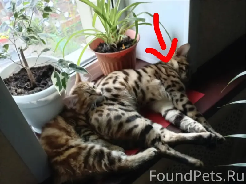 Всем доброго дня!!! В районе м...