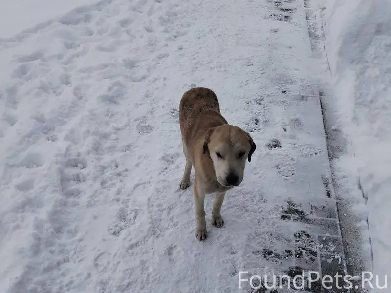 Кто потерял двух охотничьих со...