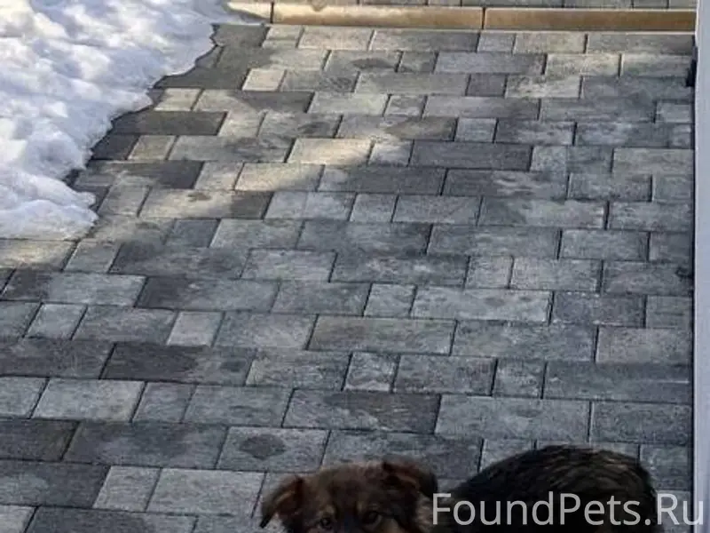 Пропал пес по кличке «Бублик» ...