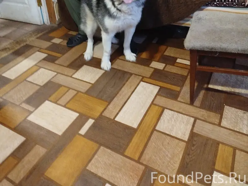 Найдена собака породы хаски. К...