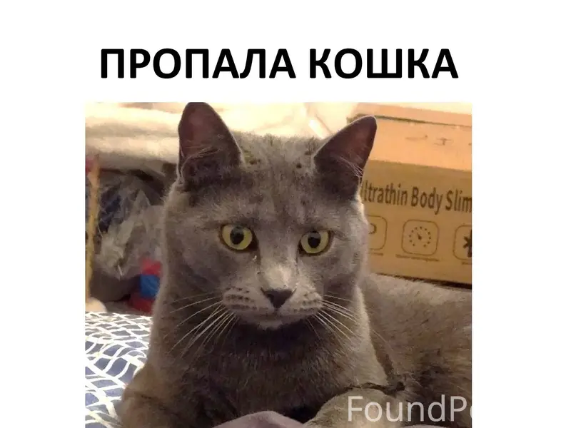 Пропала кошка. Цвет дымчатый. ...