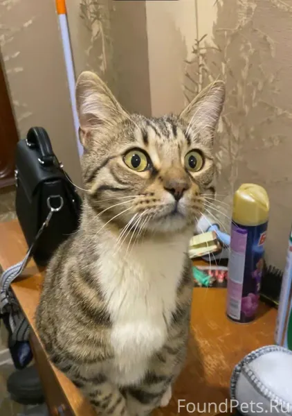 ❗️НАШЕЛСЯ КОТ❗️ В 1 подъезде д...