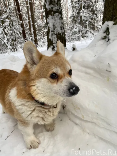 ‼️ СРОЧНО ‼️ Помогите найти хо...