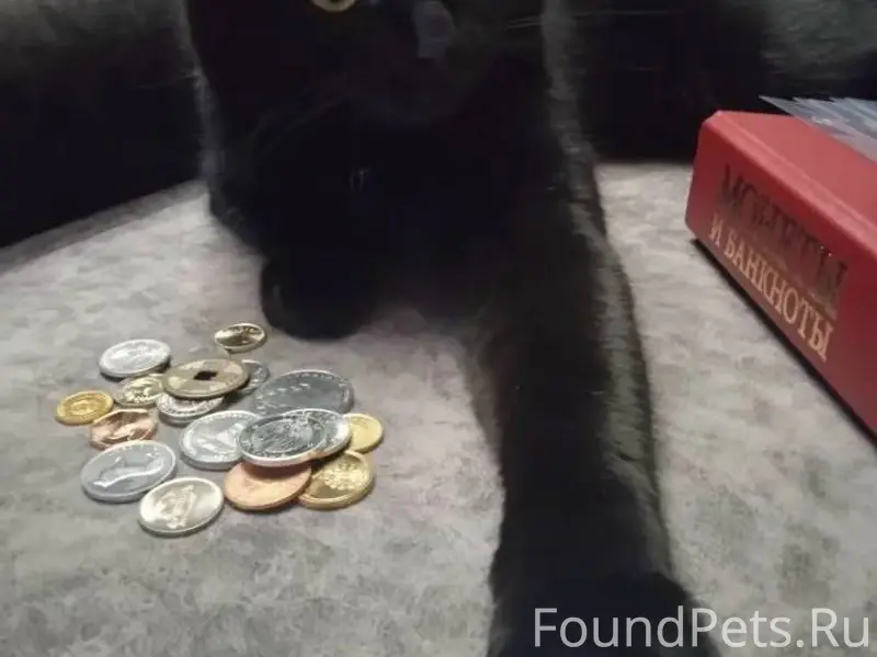 Не теряем надежды найти любимц...