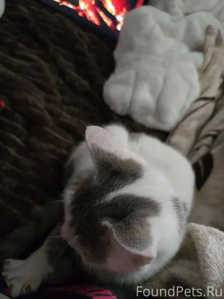 Пропал котенок мальчик 3,5 мес...